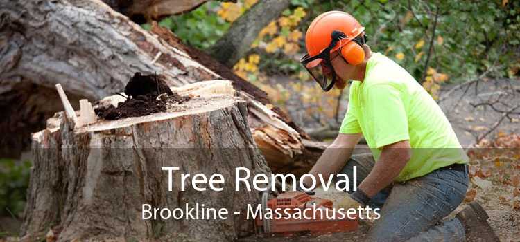 Tree Removal Brookline - Massachusetts