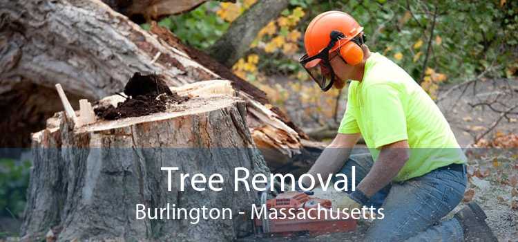 Tree Removal Burlington - Massachusetts