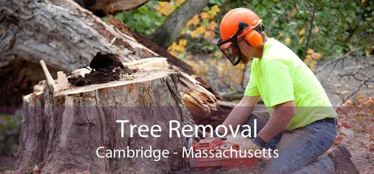 Tree Removal Cambridge - Massachusetts