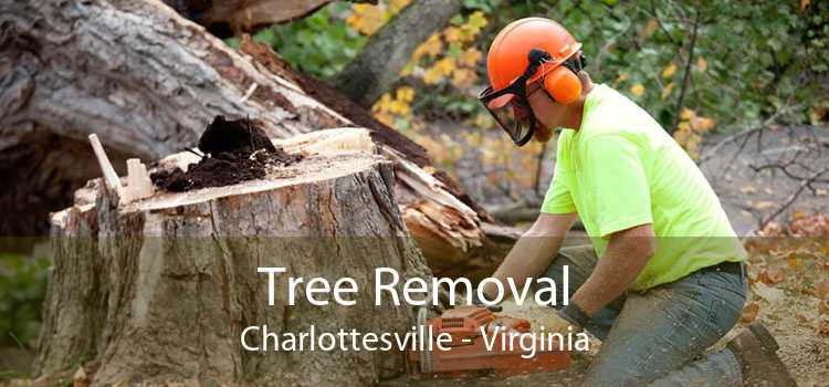 Tree Removal Charlottesville - Virginia