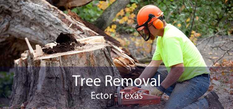 Tree Removal Ector - Texas