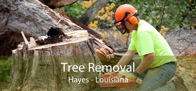 Tree Removal Hayes - Louisiana