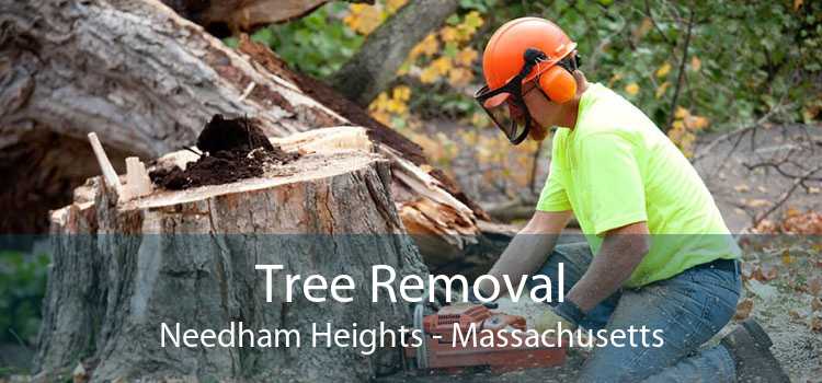 Tree Removal Needham Heights - Massachusetts