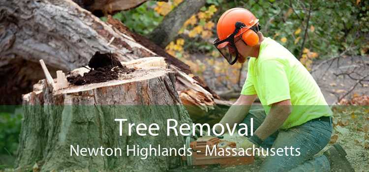 Tree Removal Newton Highlands - Massachusetts