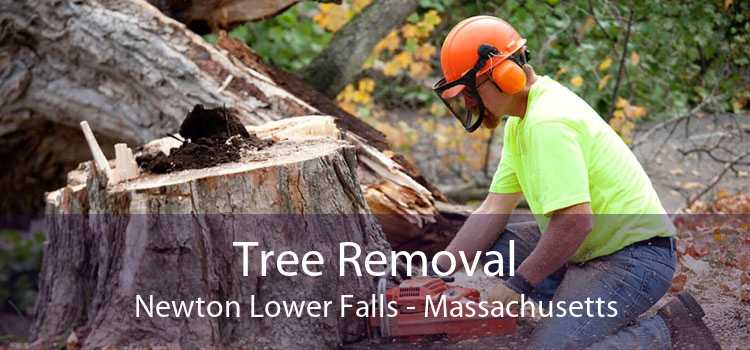 Tree Removal Newton Lower Falls - Massachusetts