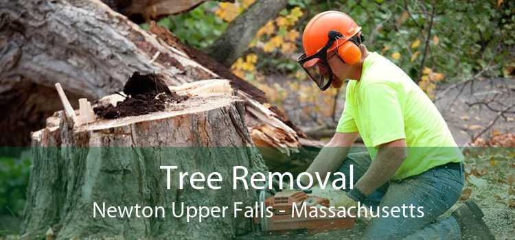 Tree Removal Newton Upper Falls - Massachusetts