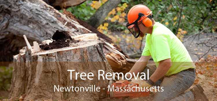 Tree Removal Newtonville - Massachusetts