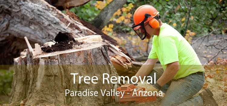Tree Removal Paradise Valley - Arizona