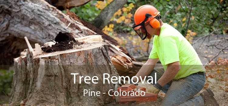 Tree Removal Pine - Colorado