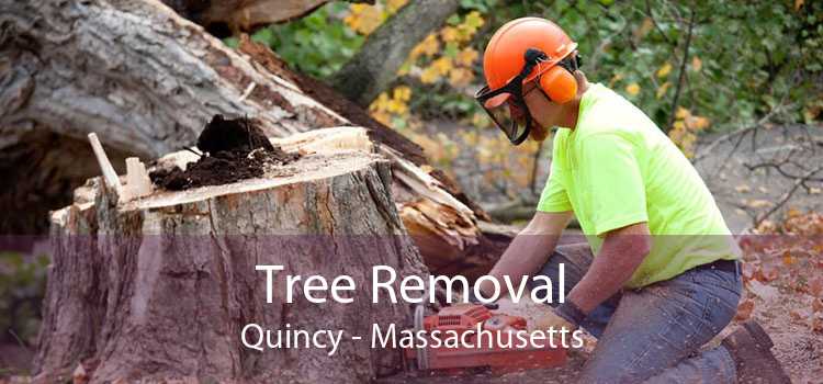 Tree Removal Quincy - Massachusetts