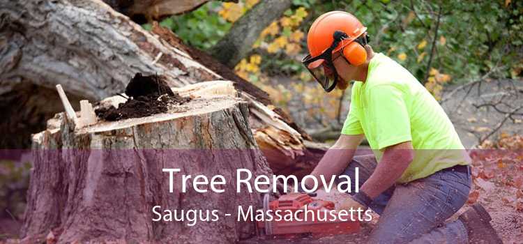 Tree Removal Saugus - Massachusetts