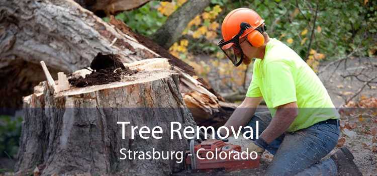 Tree Removal Strasburg - Colorado