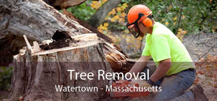 Tree Removal Watertown - Massachusetts