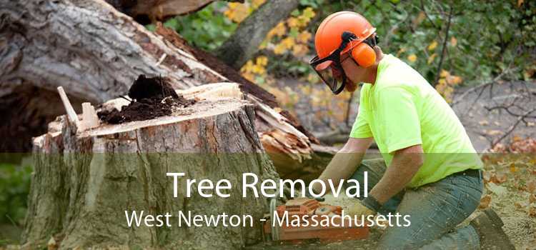 Tree Removal West Newton - Massachusetts