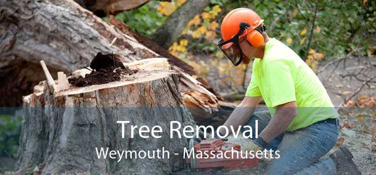 Tree Removal Weymouth - Massachusetts