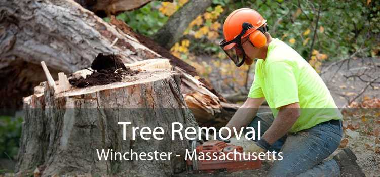 Tree Removal Winchester - Massachusetts