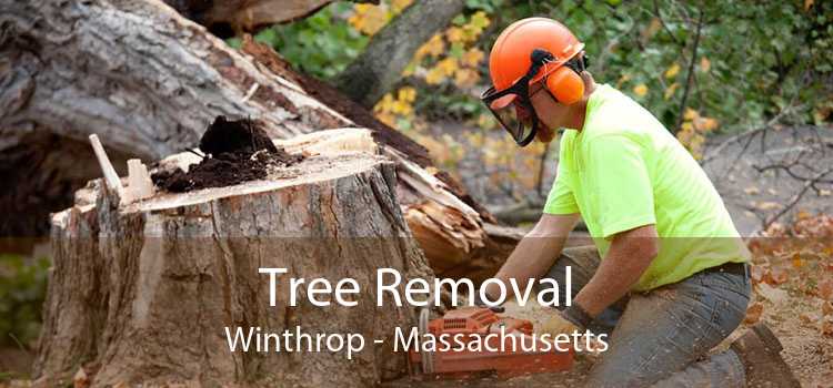 Tree Removal Winthrop - Massachusetts