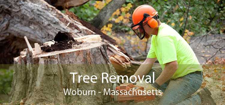 Tree Removal Woburn - Massachusetts