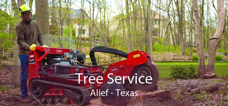 Tree Service Alief - Texas