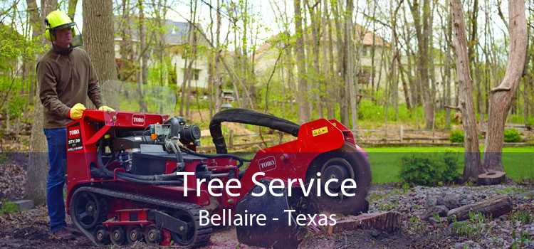 Tree Service Bellaire - Texas