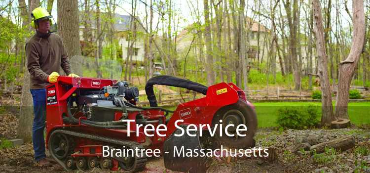 Tree Service Braintree - Massachusetts