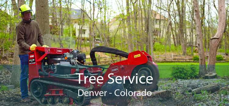 Tree Service Denver - Colorado