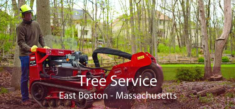 Tree Service East Boston - Massachusetts