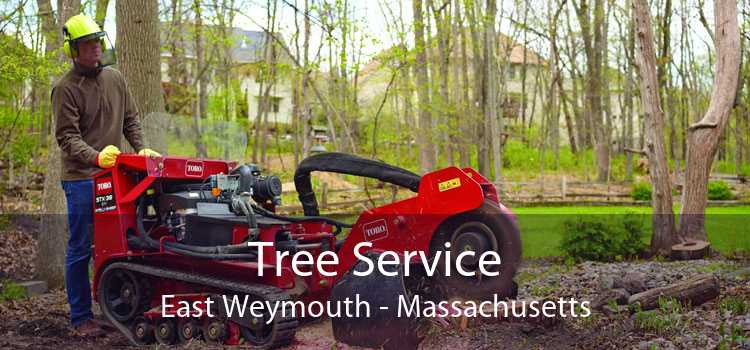 Tree Service East Weymouth - Massachusetts