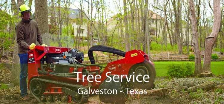 Tree Service Galveston - Texas