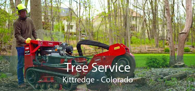 Tree Service Kittredge - Colorado