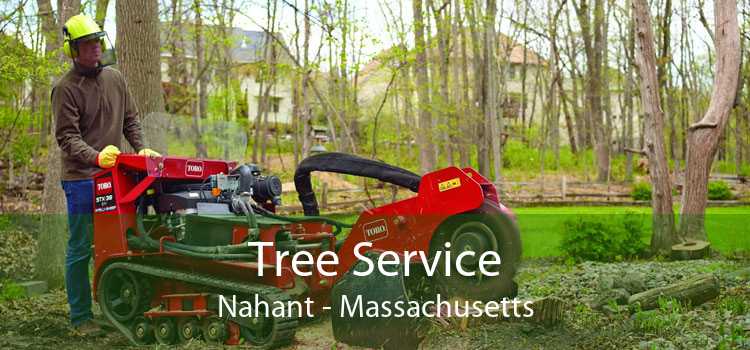 Tree Service Nahant - Massachusetts