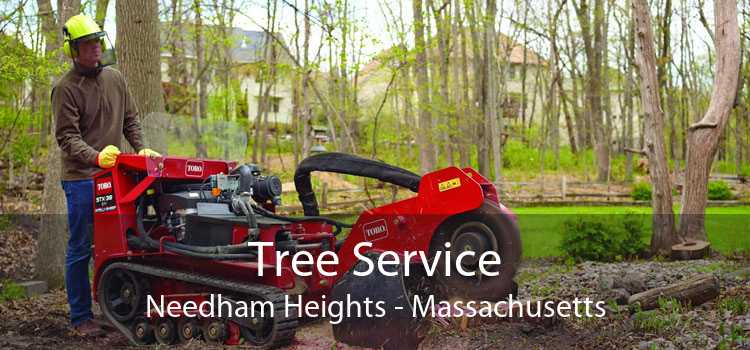 Tree Service Needham Heights - Massachusetts