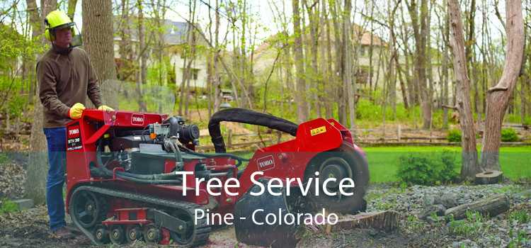Tree Service Pine - Colorado
