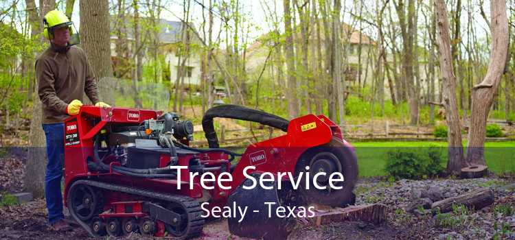 Tree Service Sealy - Texas