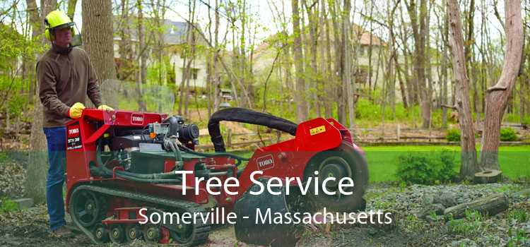 Tree Service Somerville - Massachusetts