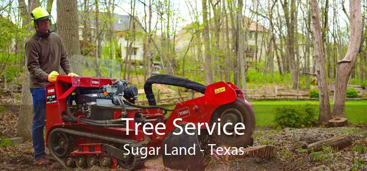 Tree Service Sugar Land - Texas