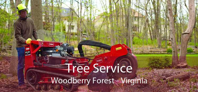 Tree Service Woodberry Forest - Virginia