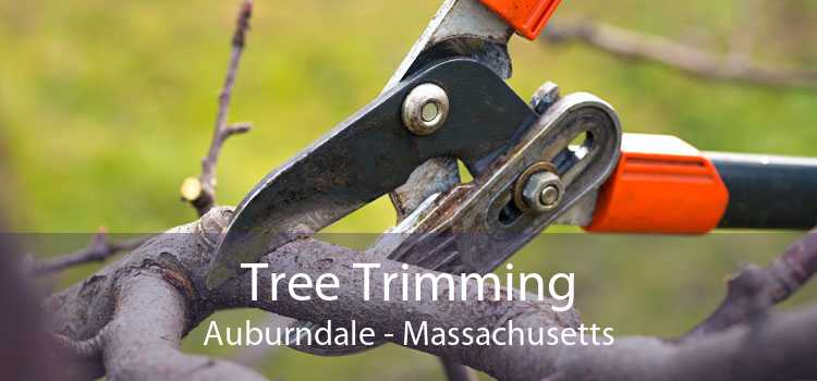 Tree Trimming Auburndale - Massachusetts