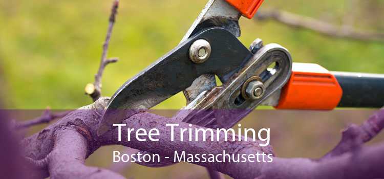 Tree Trimming Boston - Massachusetts