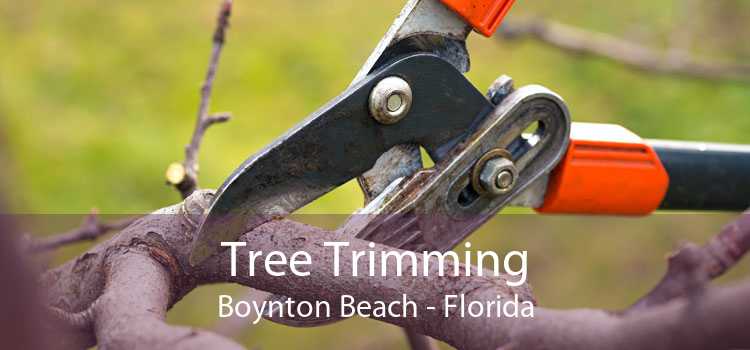 Tree Trimming Boynton Beach - Florida
