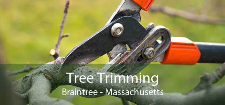 Tree Trimming Braintree - Massachusetts