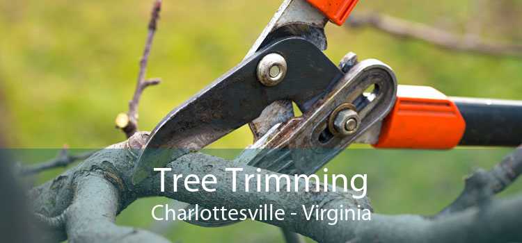 Tree Trimming Charlottesville - Virginia
