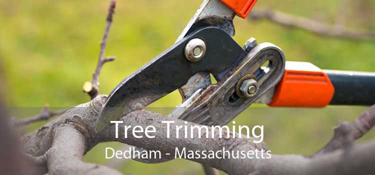 Tree Trimming Dedham - Massachusetts