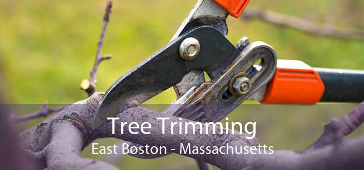 Tree Trimming East Boston - Massachusetts