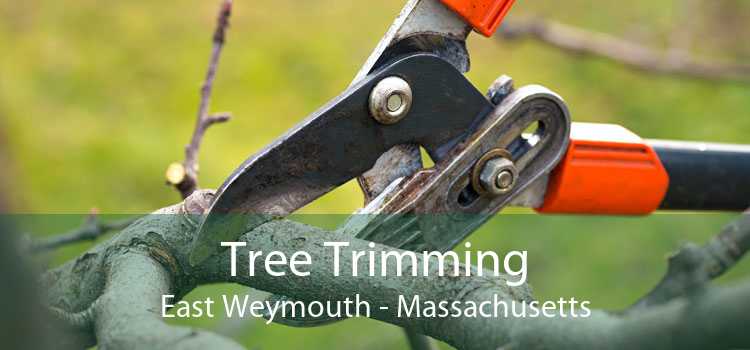 Tree Trimming East Weymouth - Massachusetts