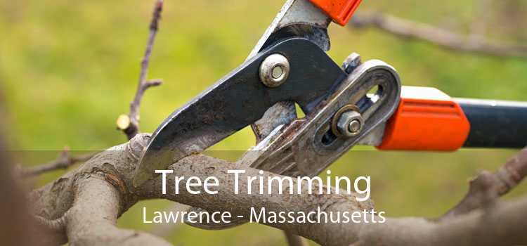 Tree Trimming Lawrence - Massachusetts