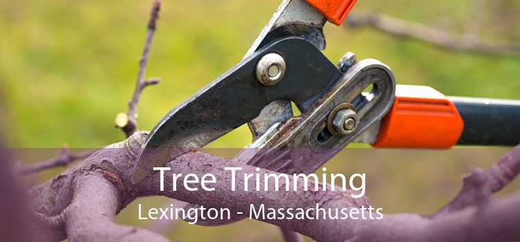 Tree Trimming Lexington - Massachusetts