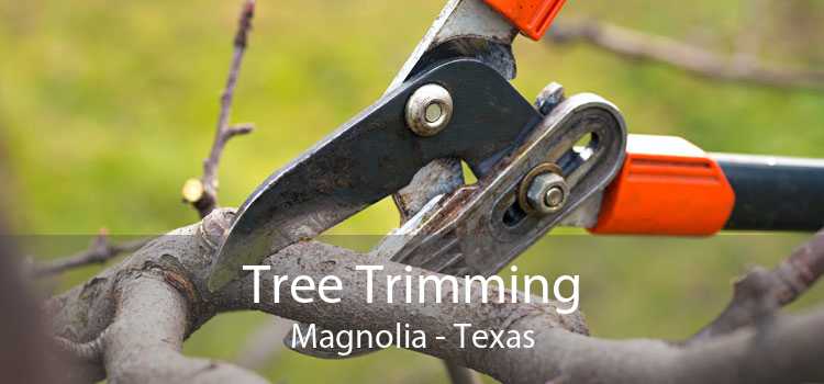 Tree Trimming Magnolia - Texas