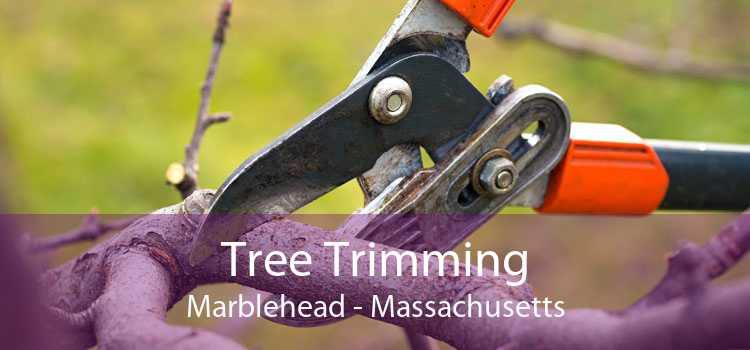 Tree Trimming Marblehead - Massachusetts