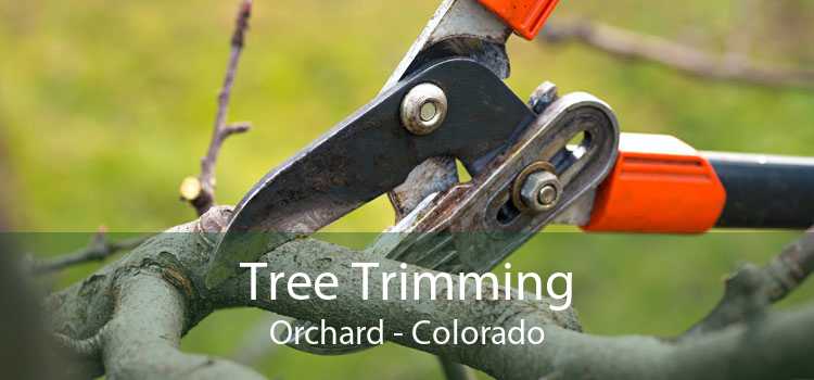 Tree Trimming Orchard - Colorado